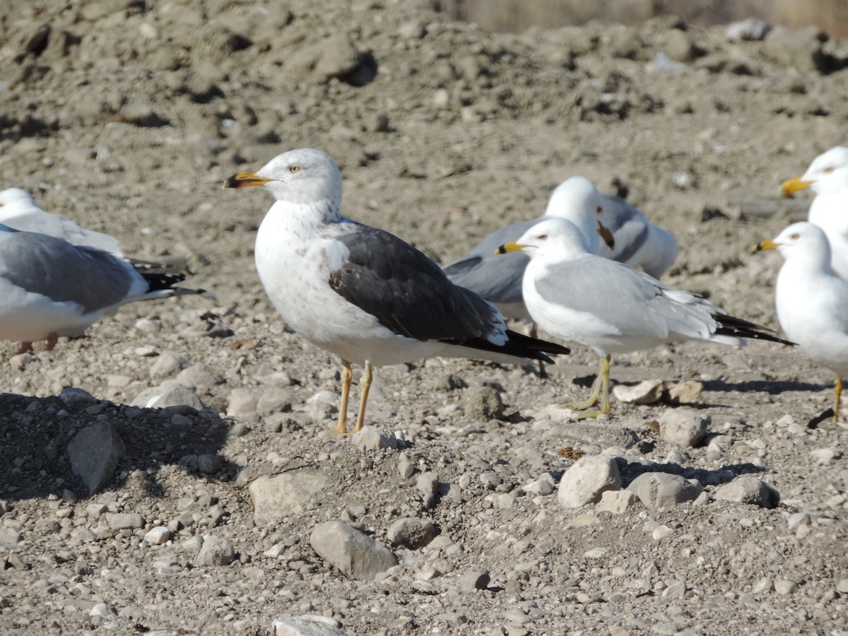 Lesser Black-backed Gull - John Weier