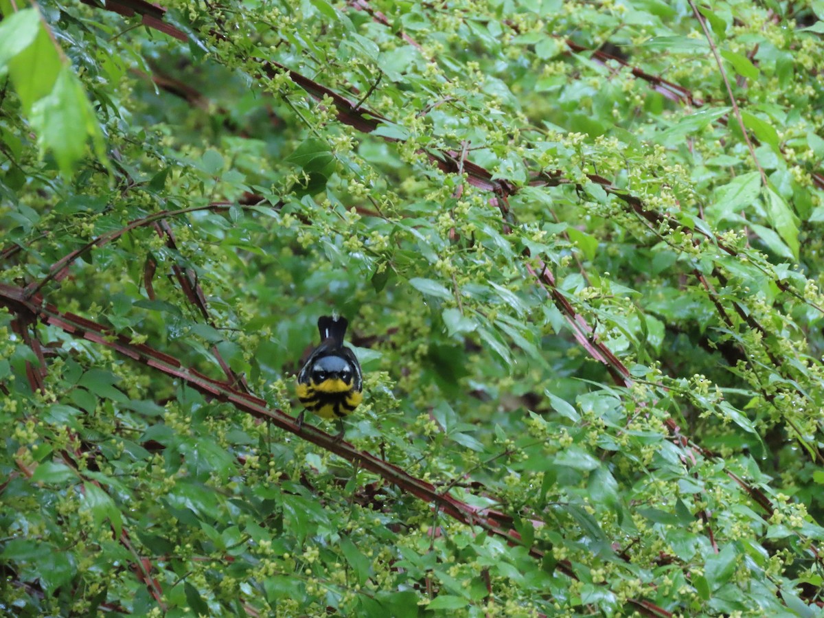 Magnolia Warbler - ML336631201