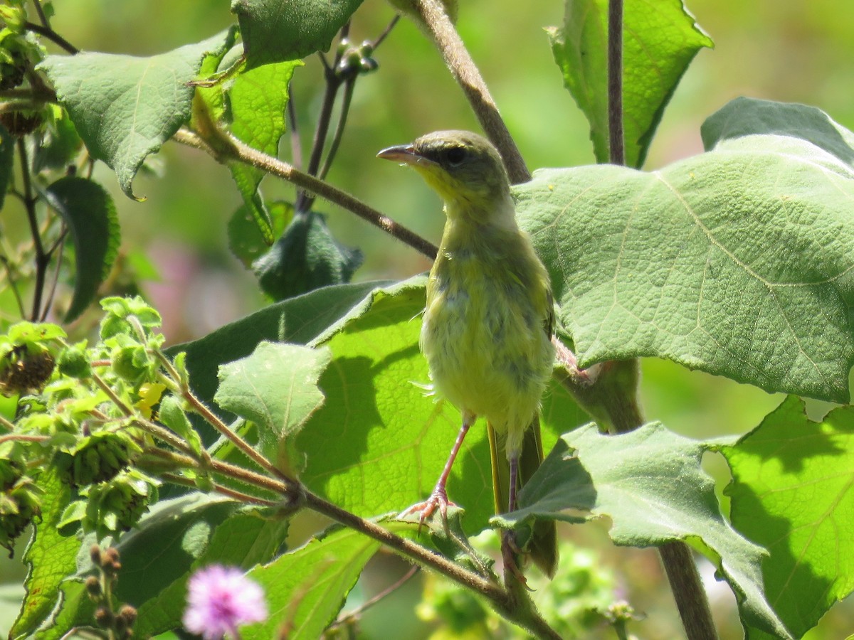 Gray-crowned Yellowthroat - ML33663471