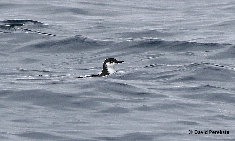 Mérgulo de Isla Guadalupe - ML33663731