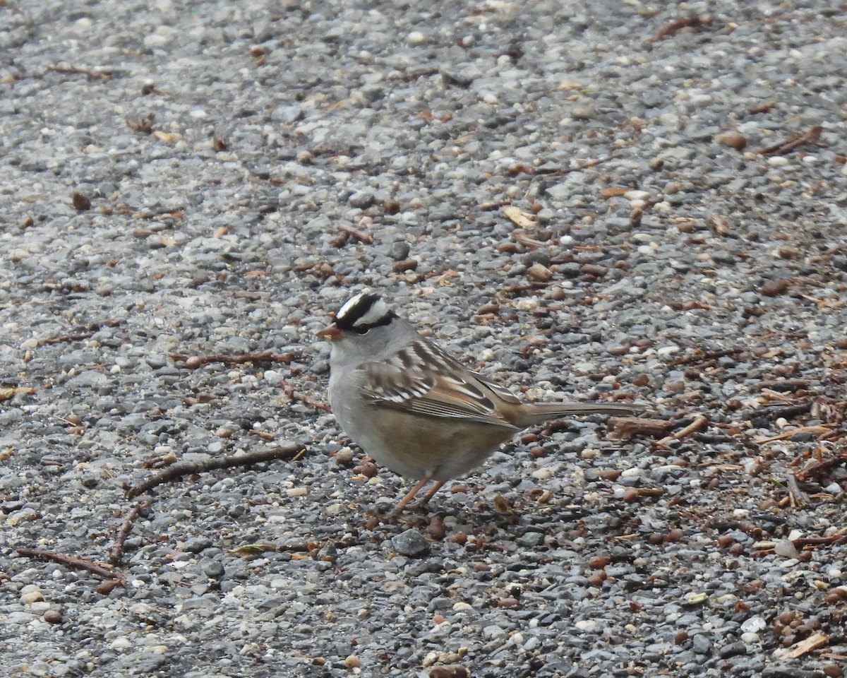 White-crowned Sparrow - ML336638351