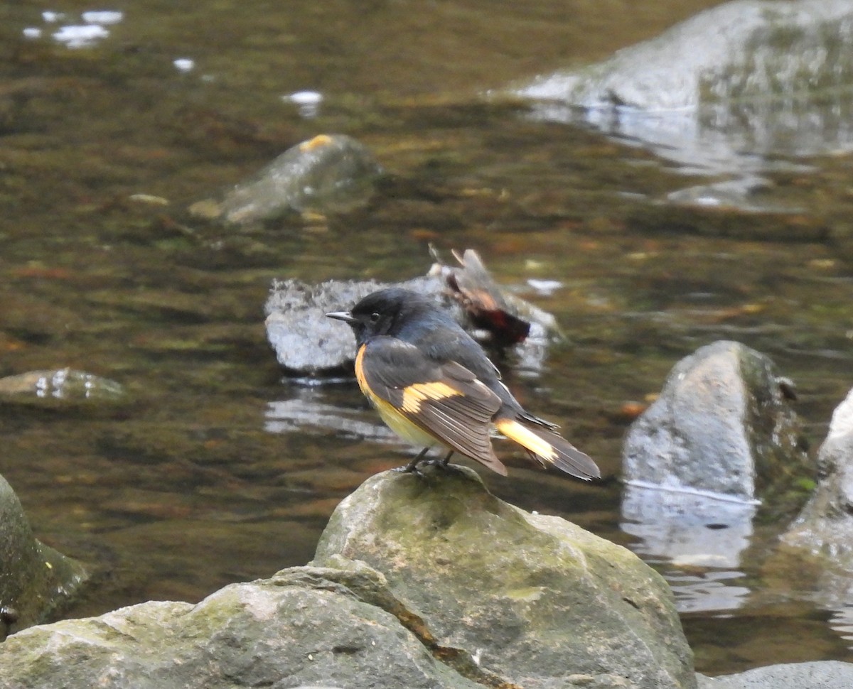 American Redstart - ML336639281