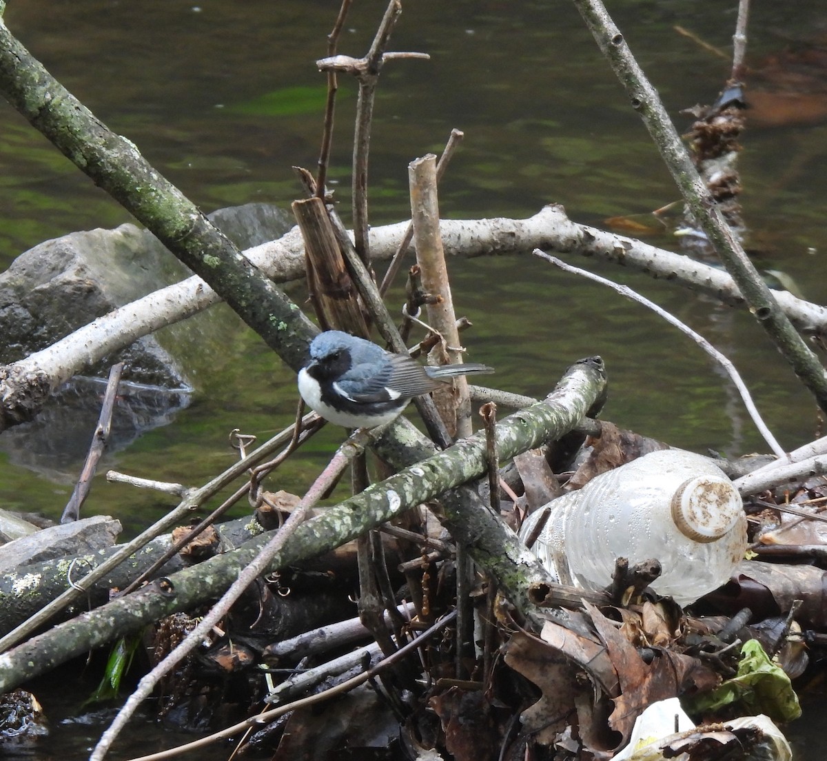 Black-throated Blue Warbler - ML336639731