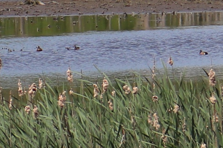 Blue-winged Teal - ML336640911