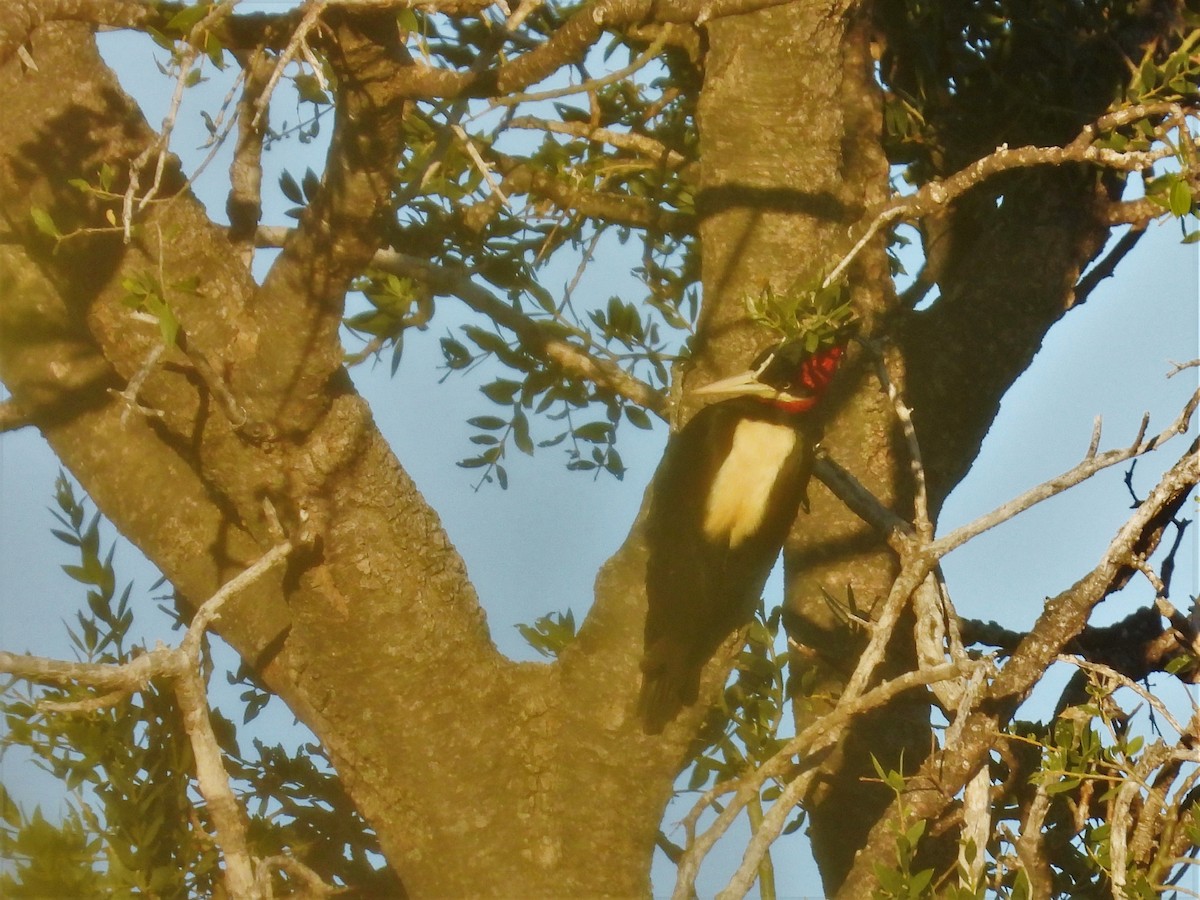 Cream-backed Woodpecker - ML336643641