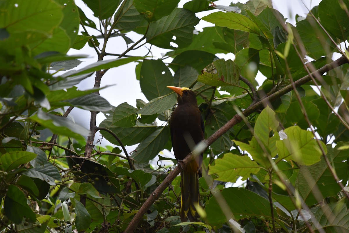 Russet-backed Oropendola - Ana María  Gil Murillo