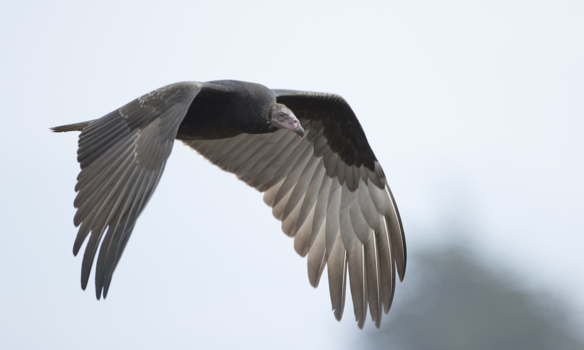 Turkey Vulture - ML33664511