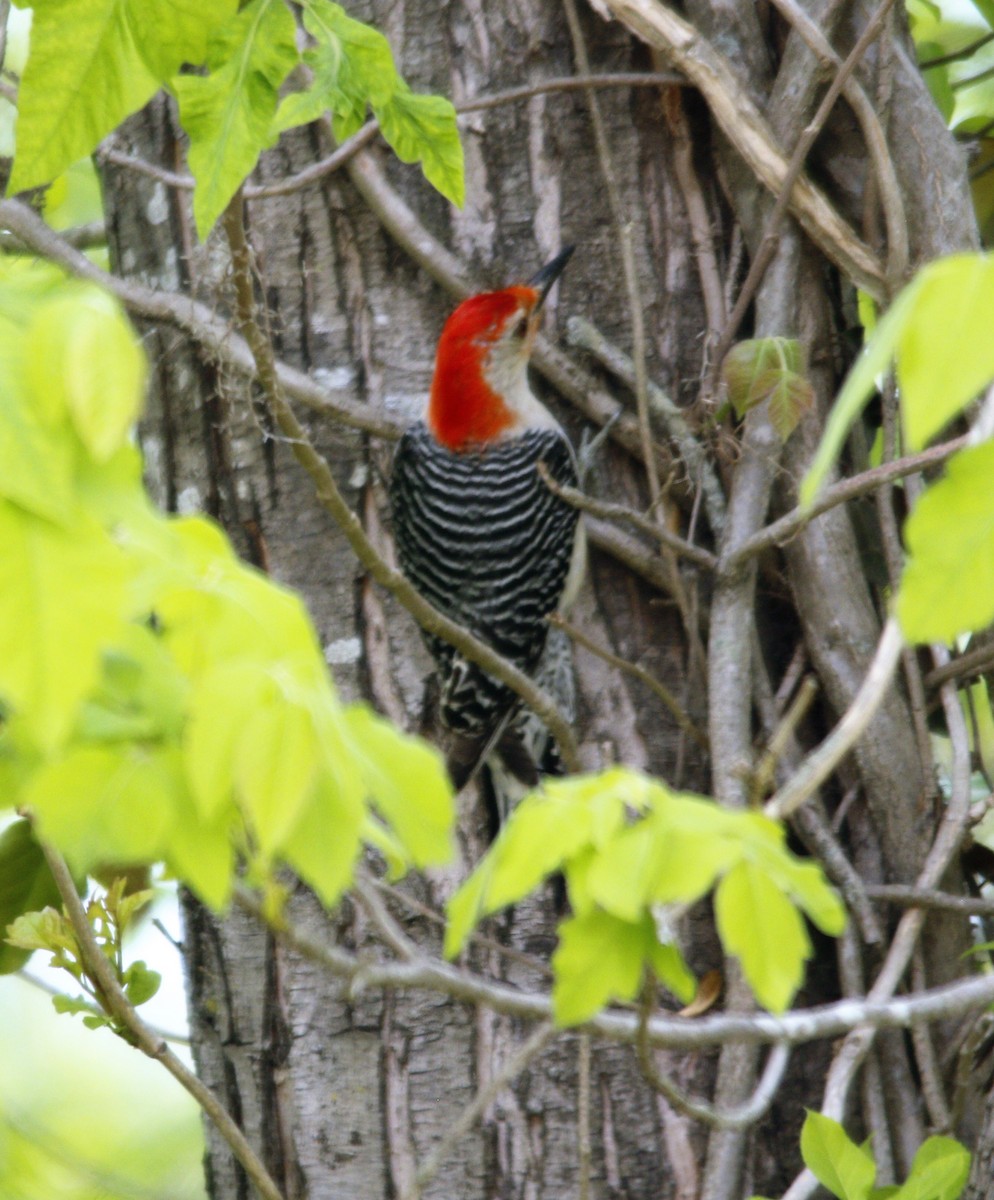 Red-bellied Woodpecker - ML336645361
