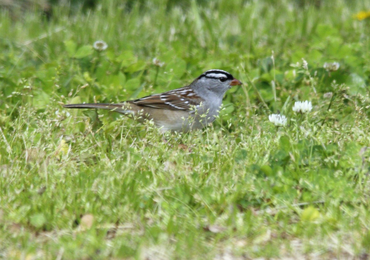 White-crowned Sparrow - Becky Lutz