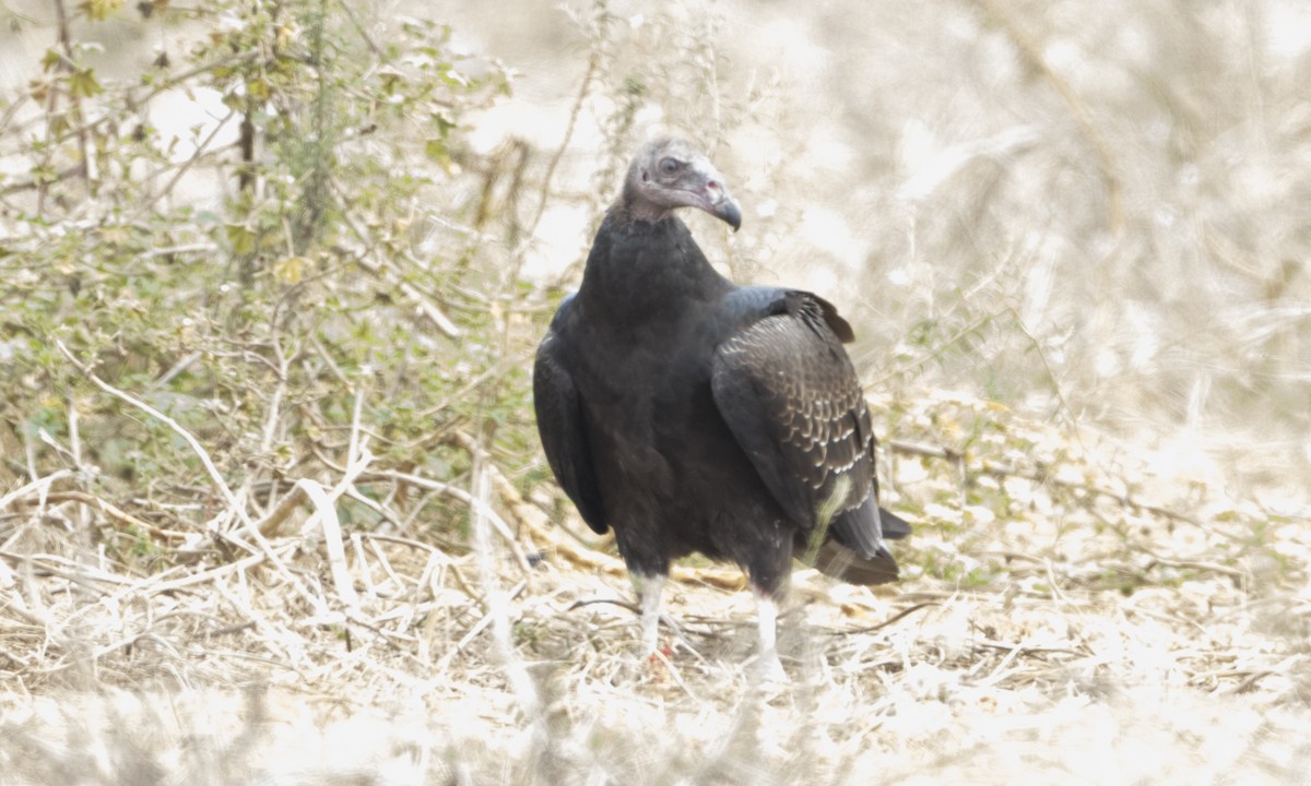 Turkey Vulture - Brian Sullivan