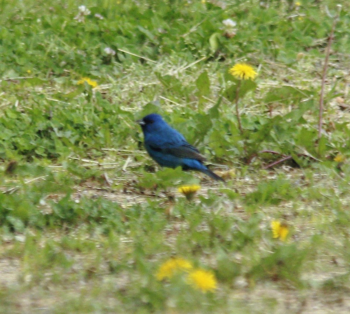 Indigo Bunting - ML336645541