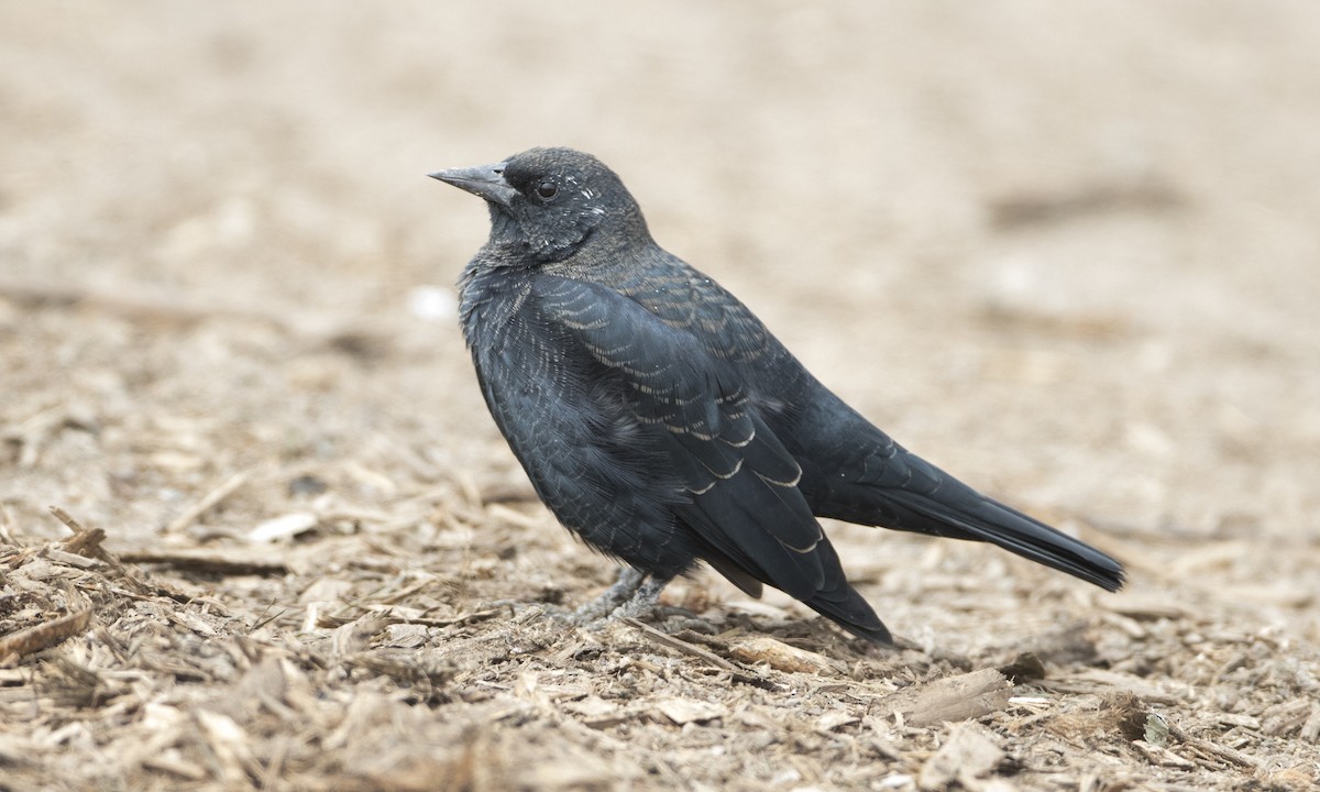 Tricolored Blackbird - Brian Sullivan