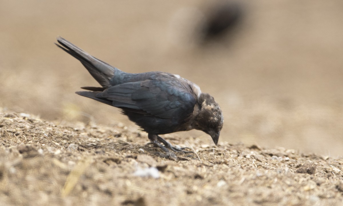 Brown-headed Cowbird - ML33664791