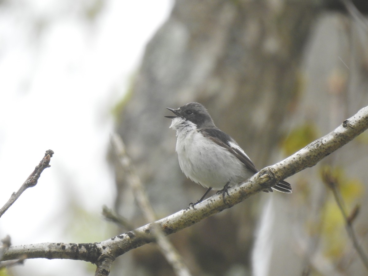 European Pied Flycatcher - Stephen Bailey