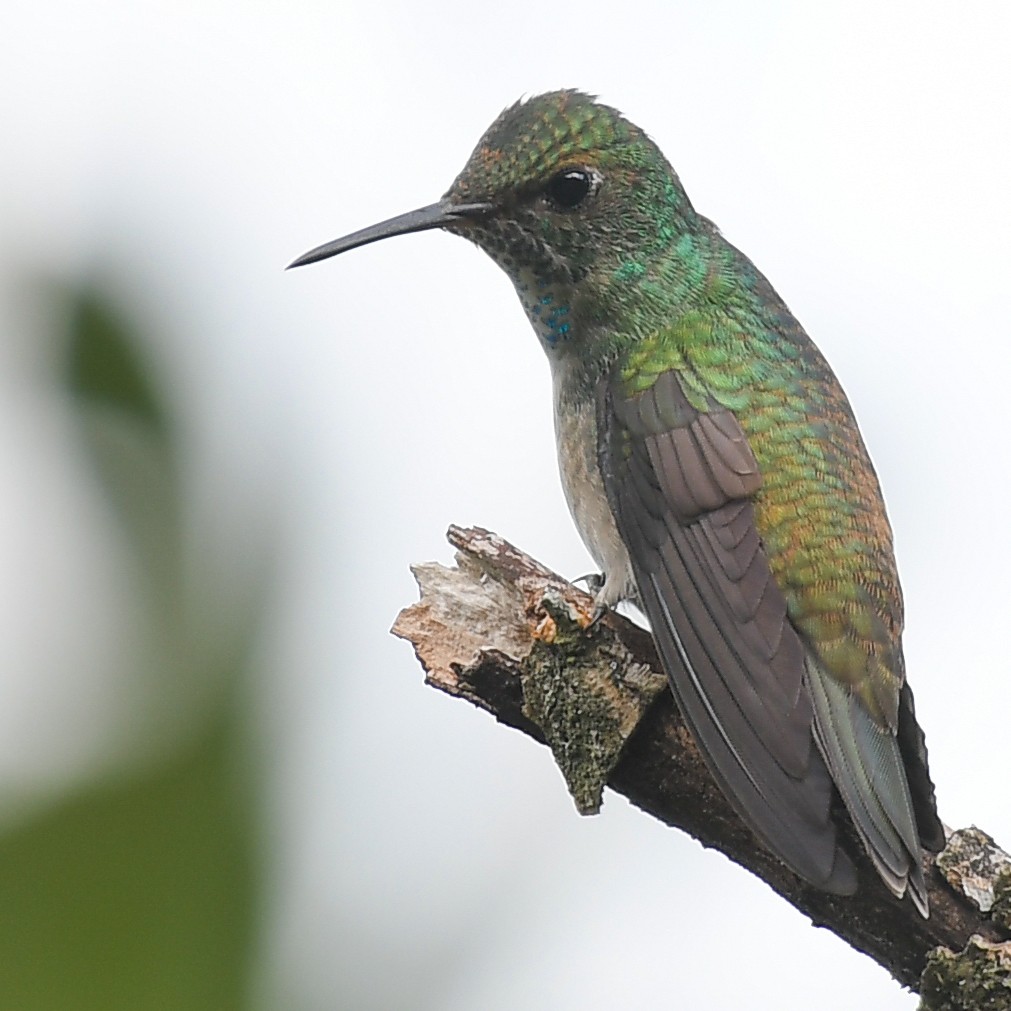 White-chinned Sapphire - Daniel Hinckley | samazul.com