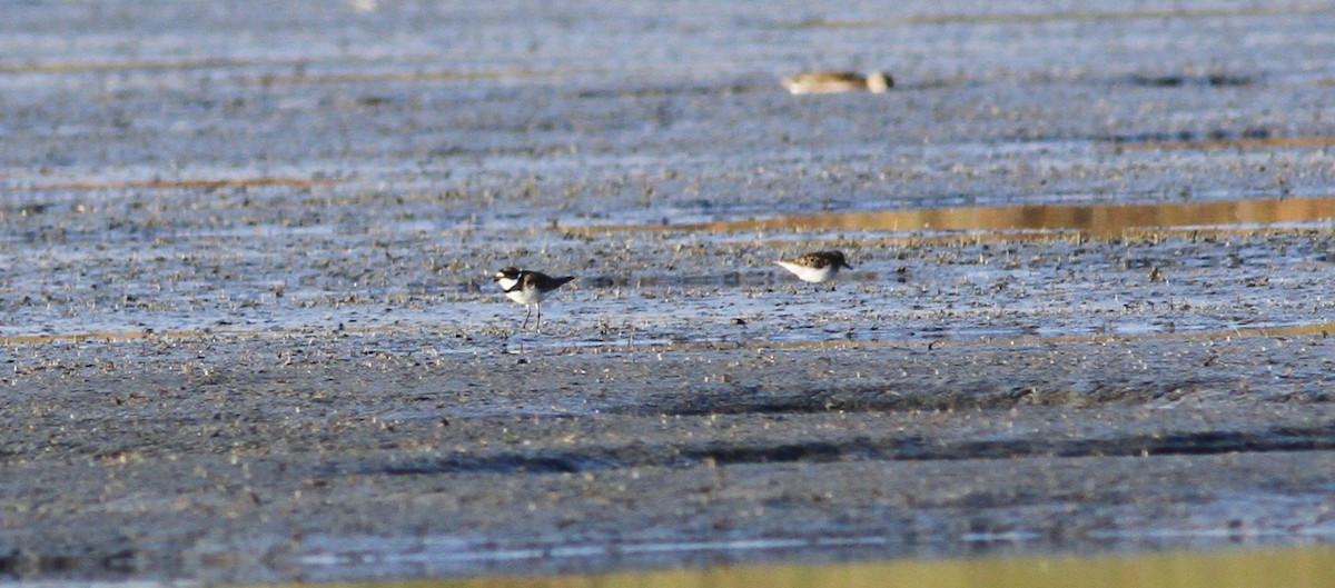 Semipalmated Plover - Tom Beeke