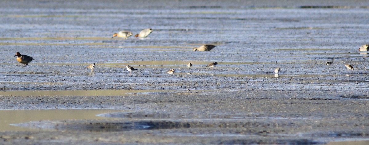 Semipalmated Plover - Tom Beeke