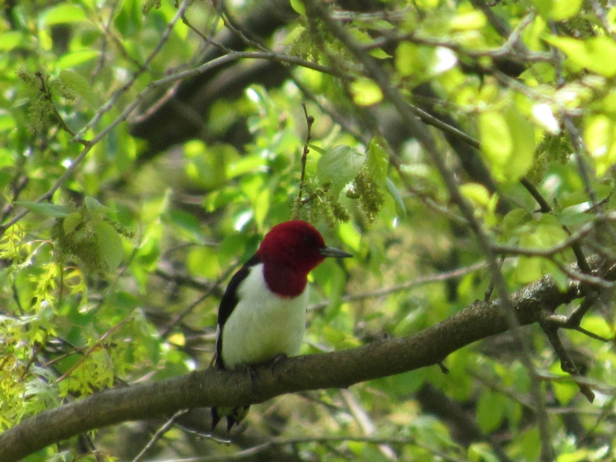Red-headed Woodpecker - ML336651551
