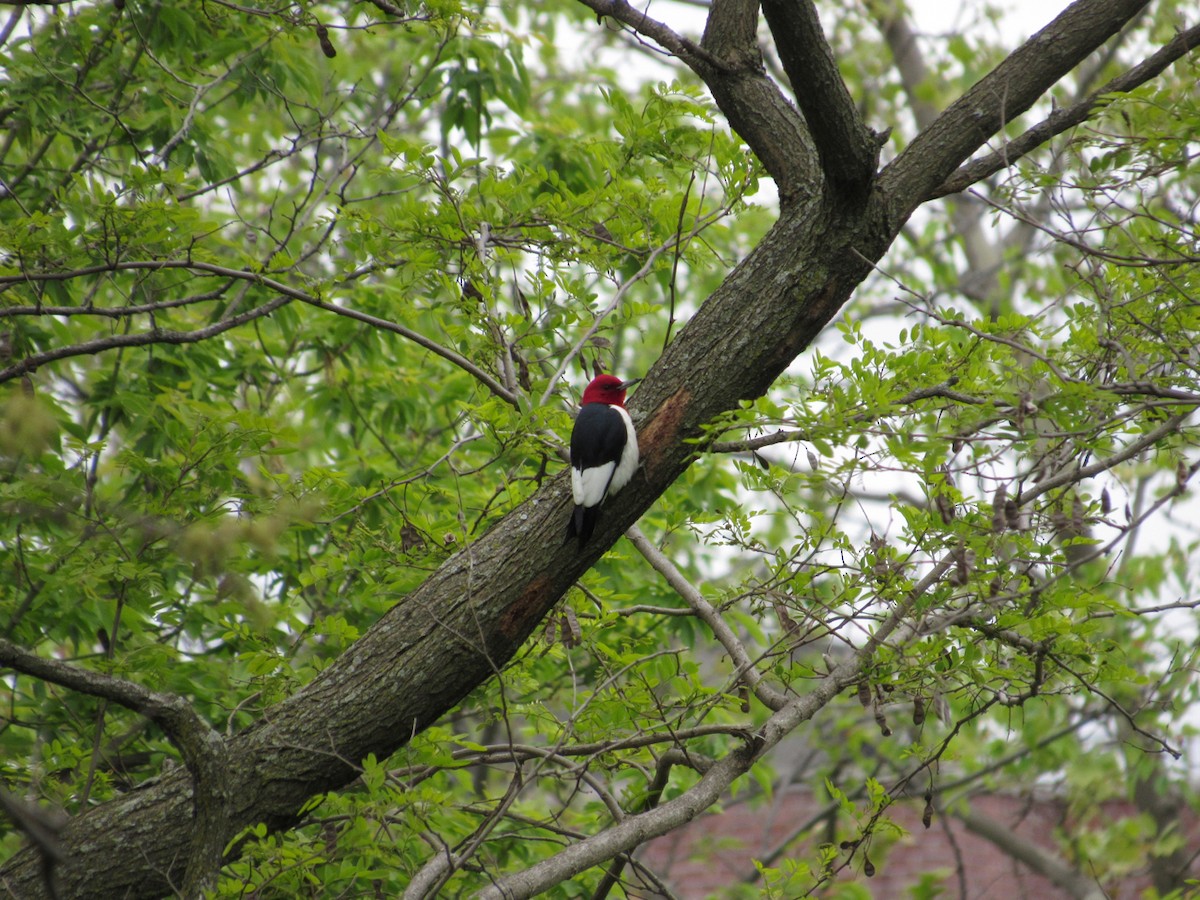 Red-headed Woodpecker - ML336652231
