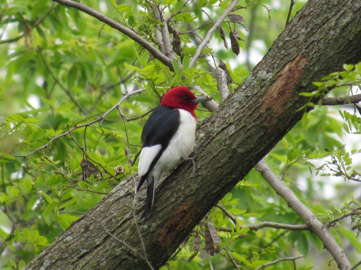 Red-headed Woodpecker - ML336652261
