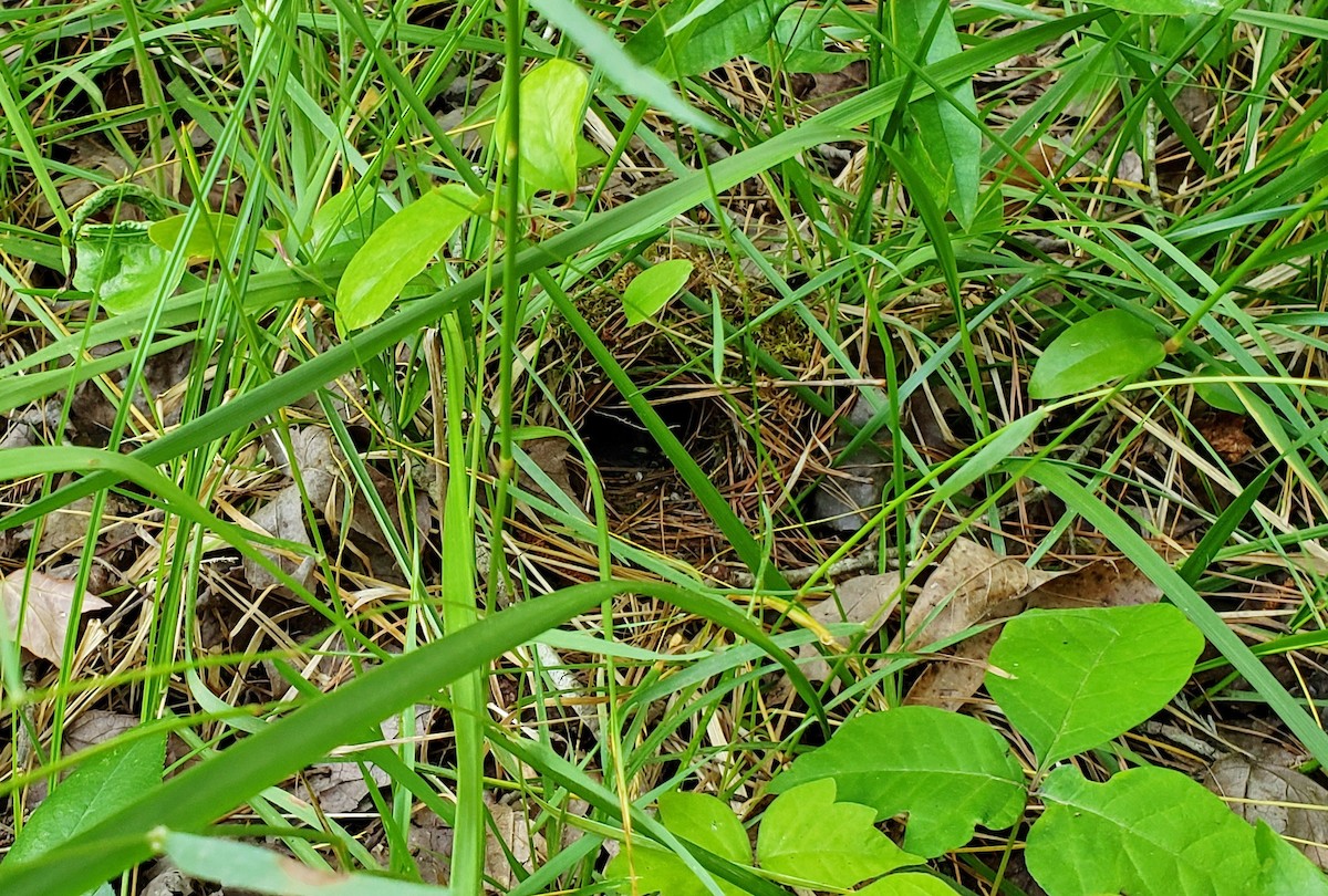 Carolina Wren - ML336653071