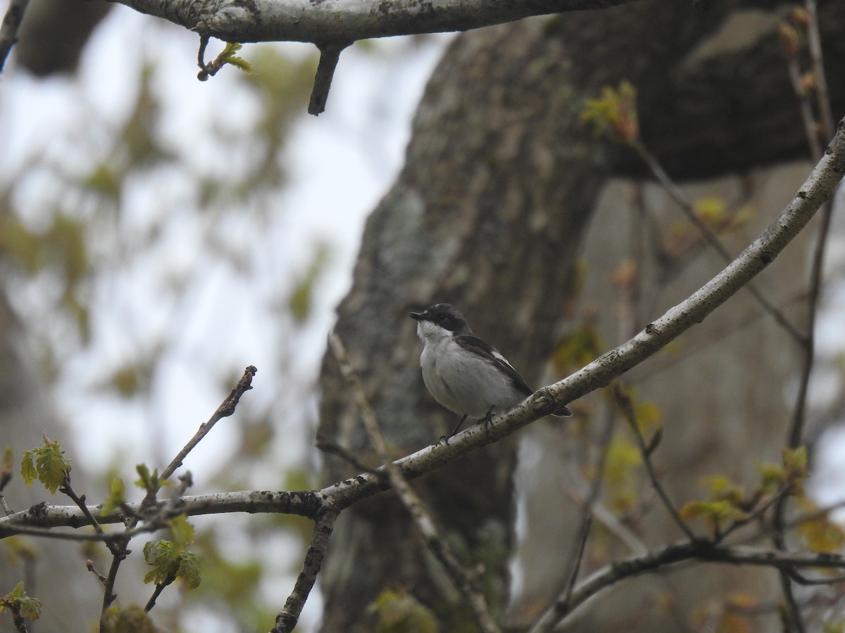 European Pied Flycatcher - Stephen Bailey