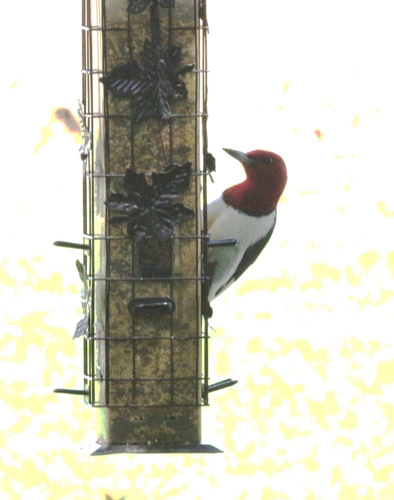 Red-headed Woodpecker - ML336654671