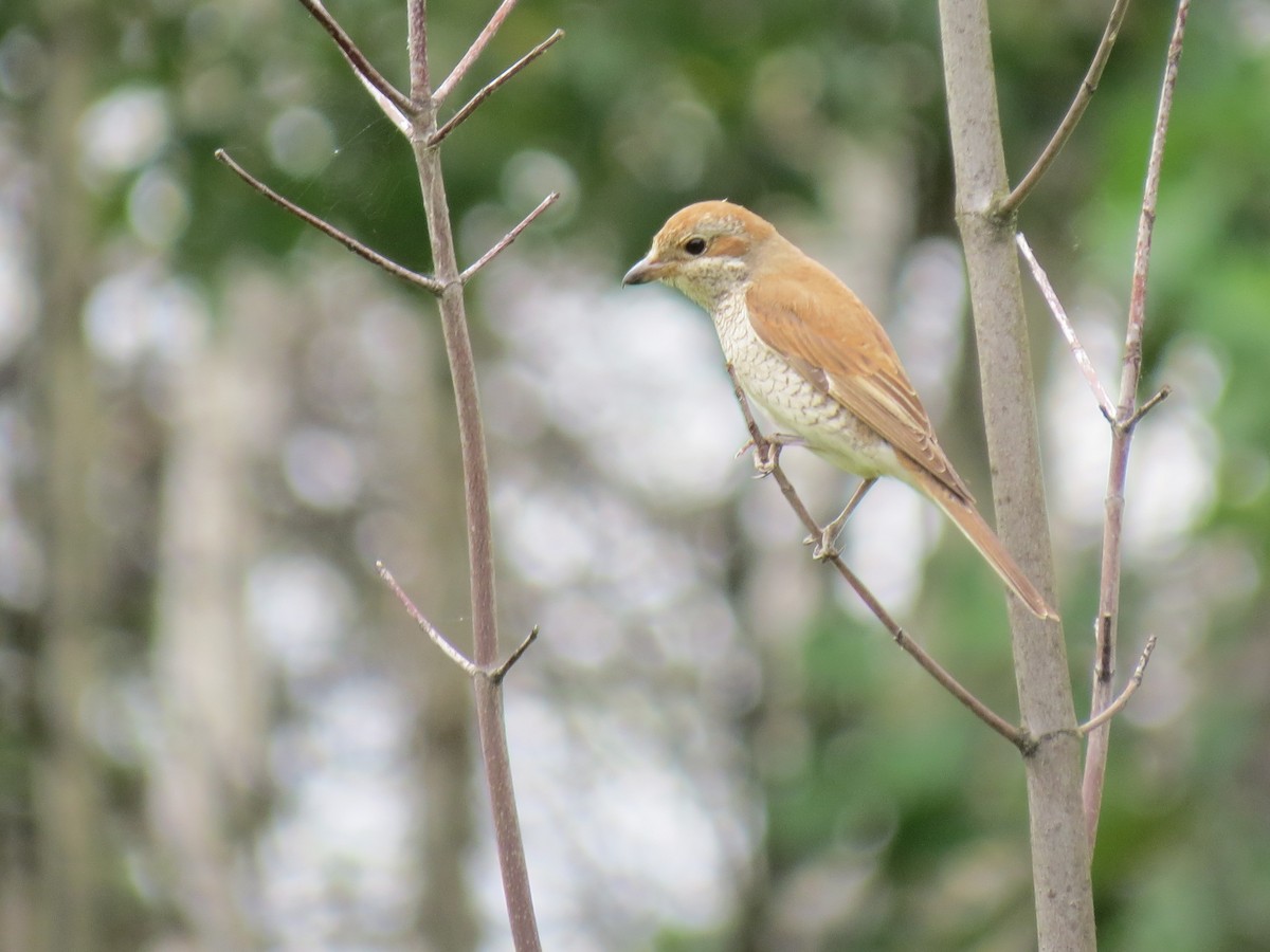 Red-backed Shrike - Anna Karp