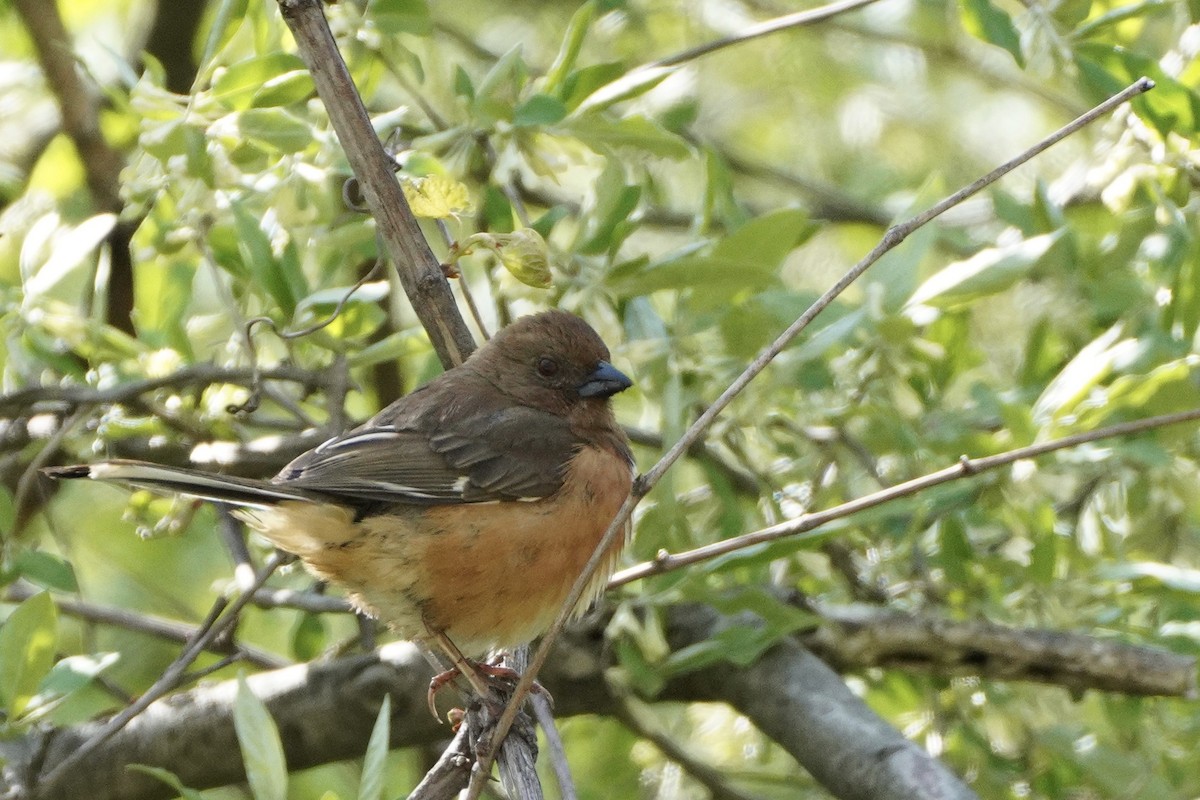 Eastern Towhee - ML336655361