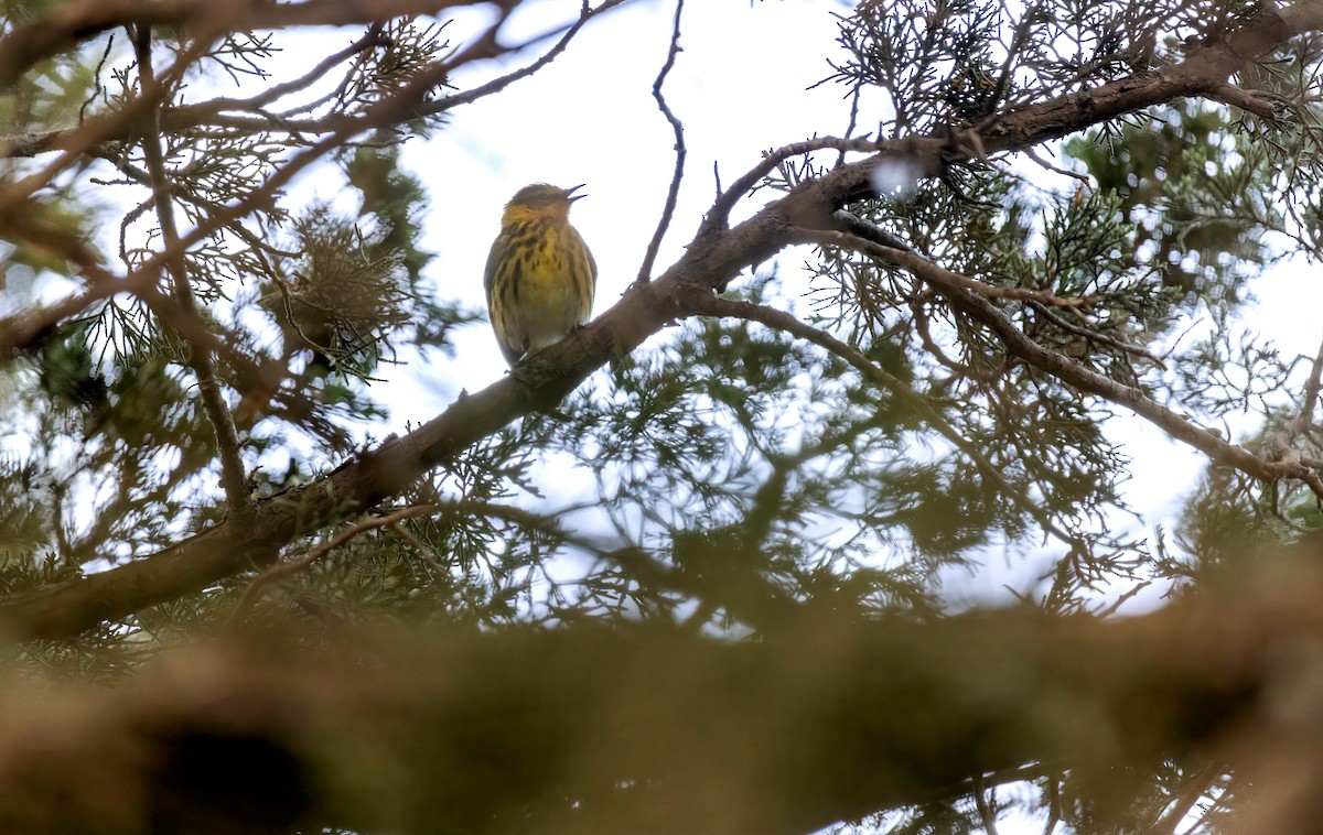 Cape May Warbler - ML336656271