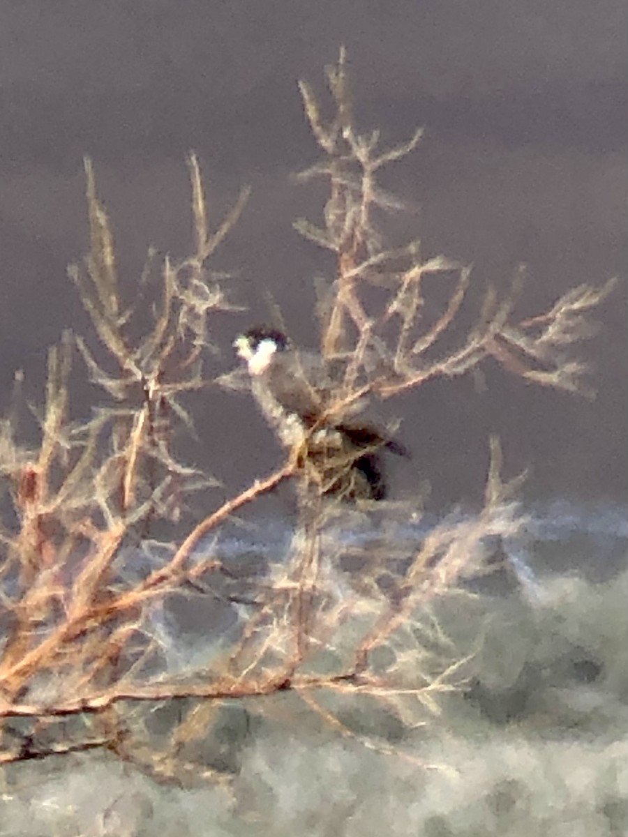 Peregrine Falcon - Frank Stetler