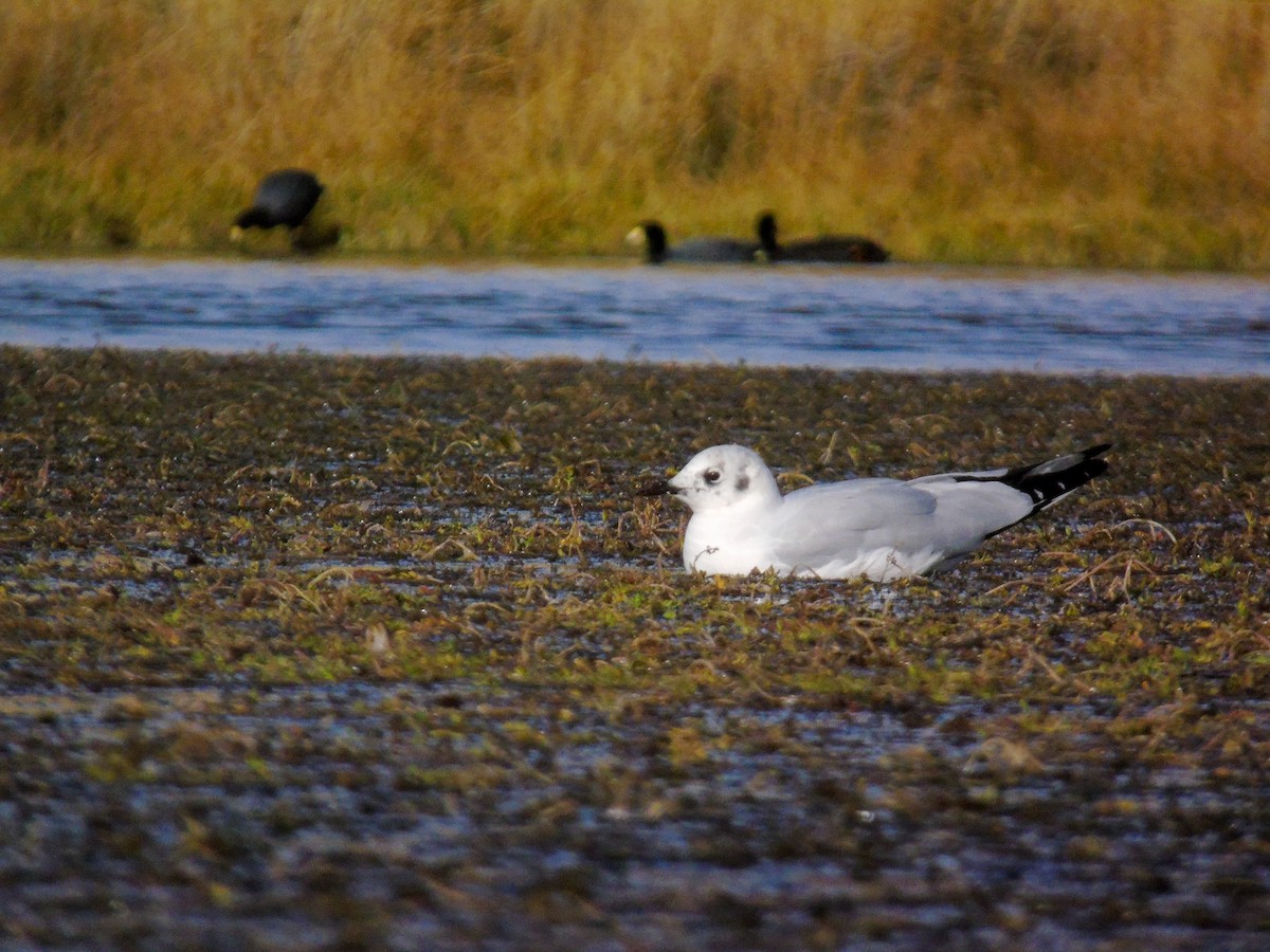 Andean Gull - ML336656661