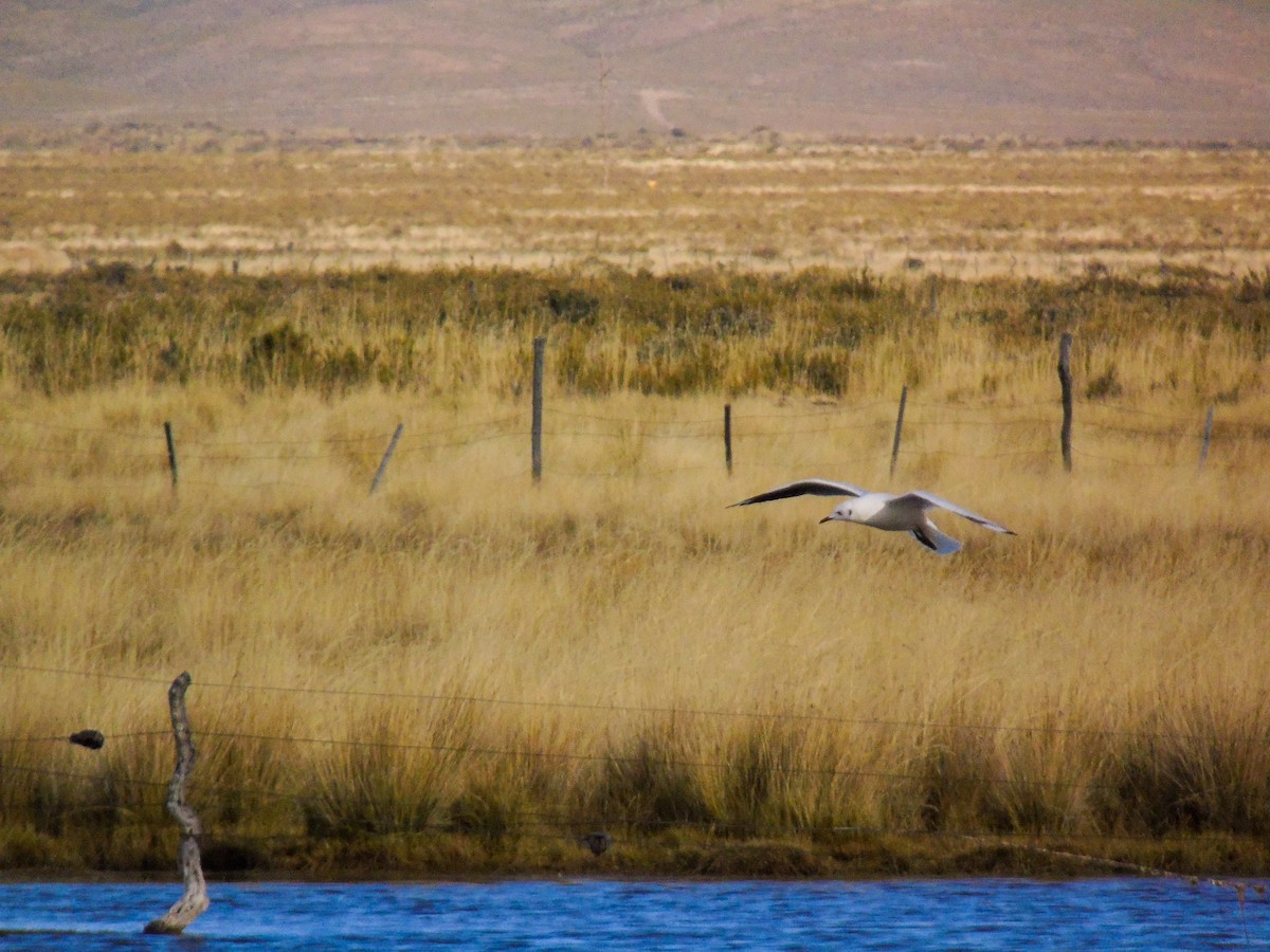 Andean Gull - ML336657001