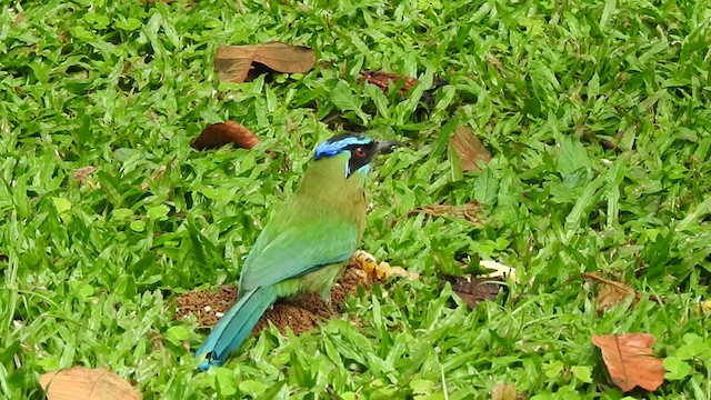 Lesson's Motmot - ML336659671