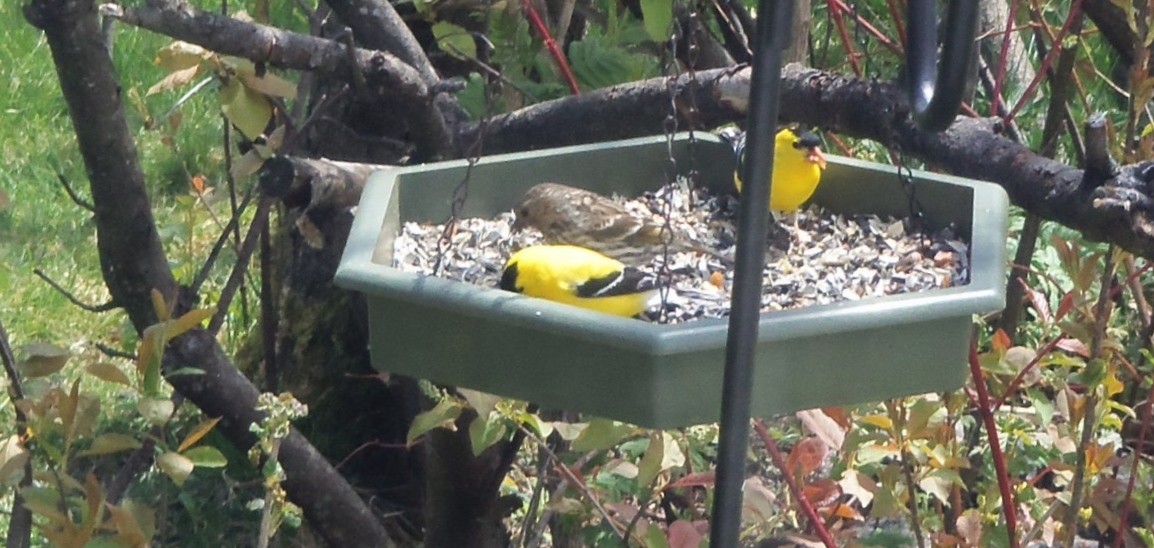 American Goldfinch - ML336660671