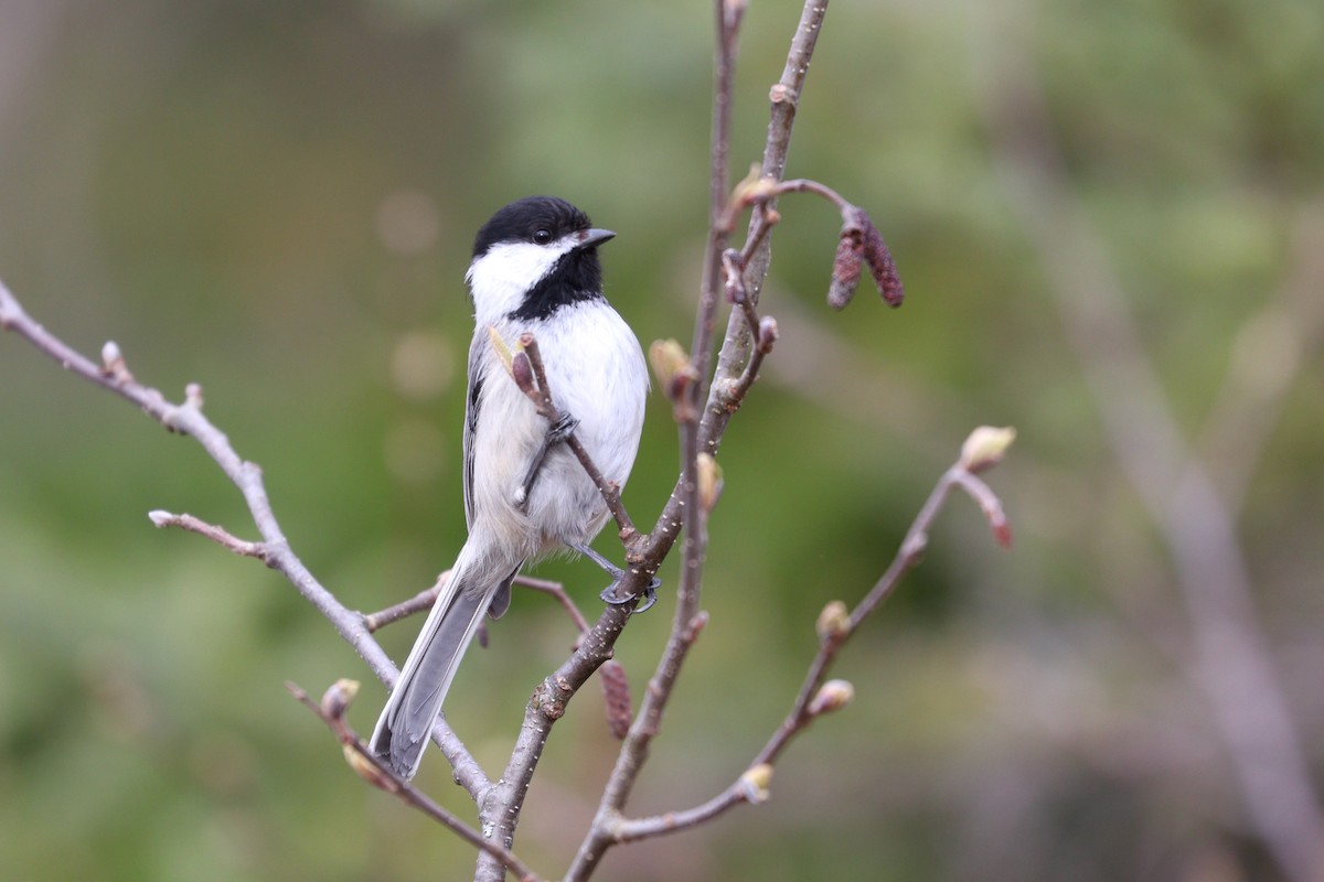 Black-capped Chickadee - ML336661001