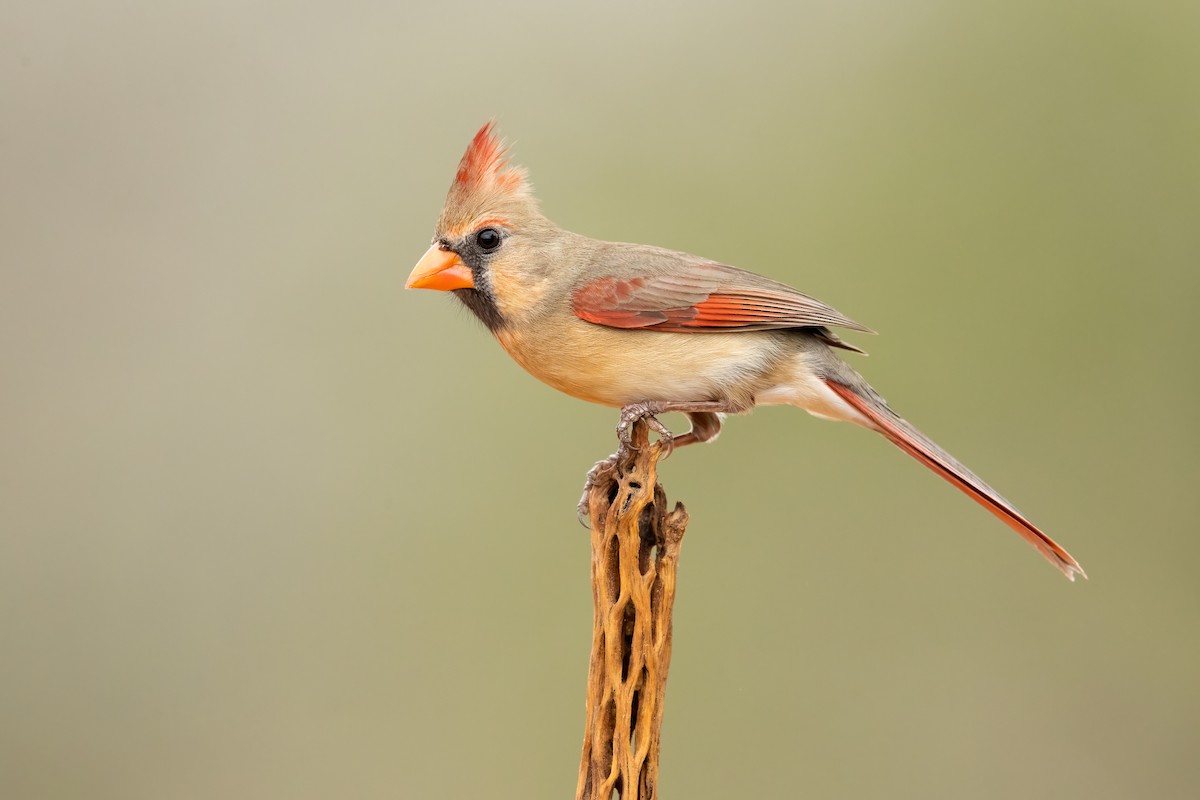 Northern Cardinal - ML336661461