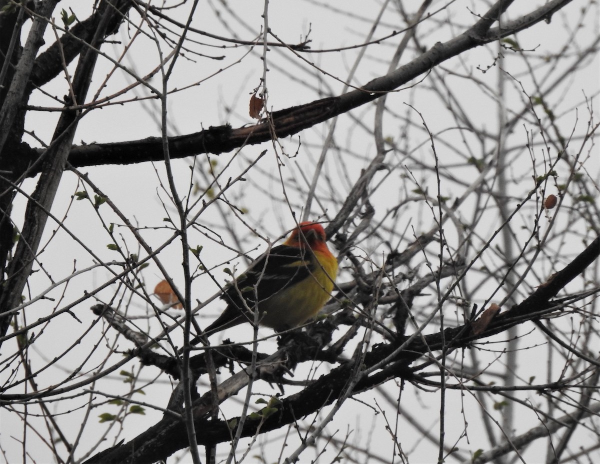 Western Tanager - ML336661921