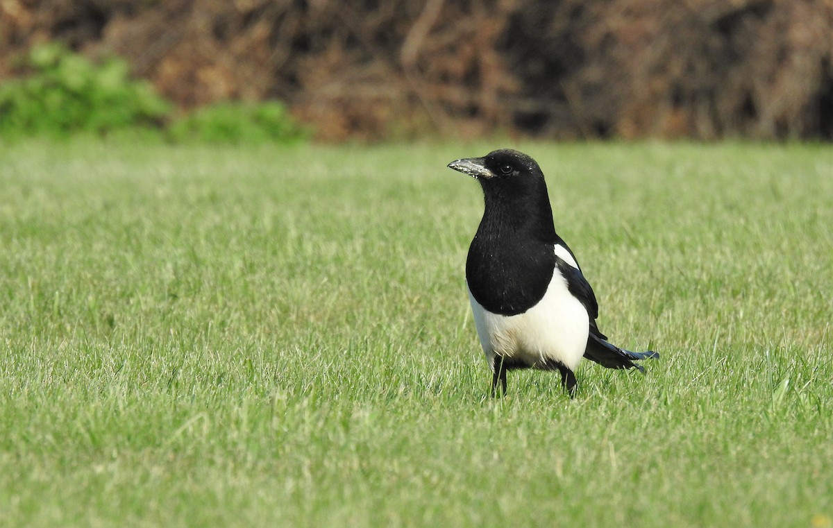 Mika iparramerikarra - ML336662641