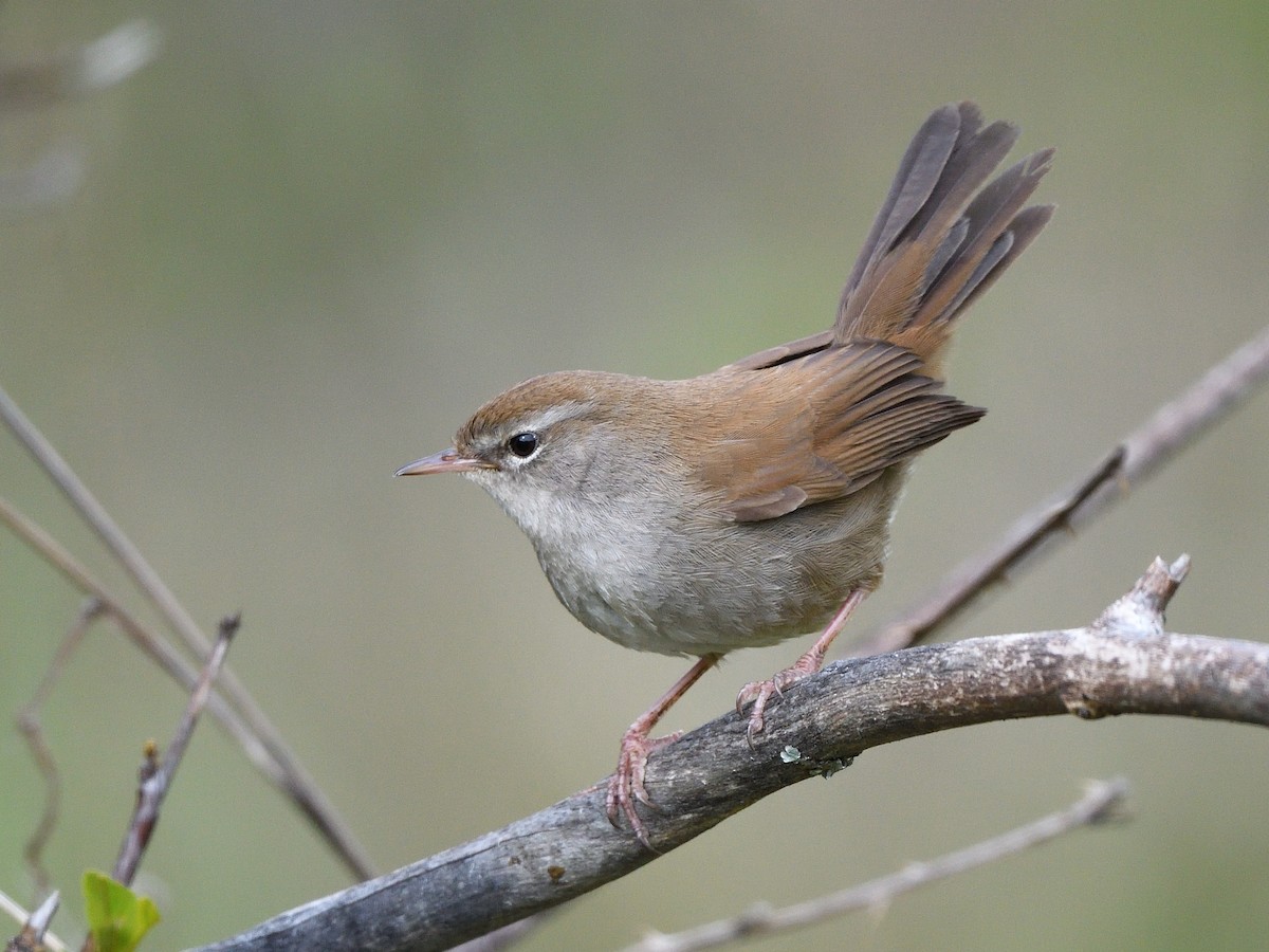 Cetti's Warbler - ML336663811