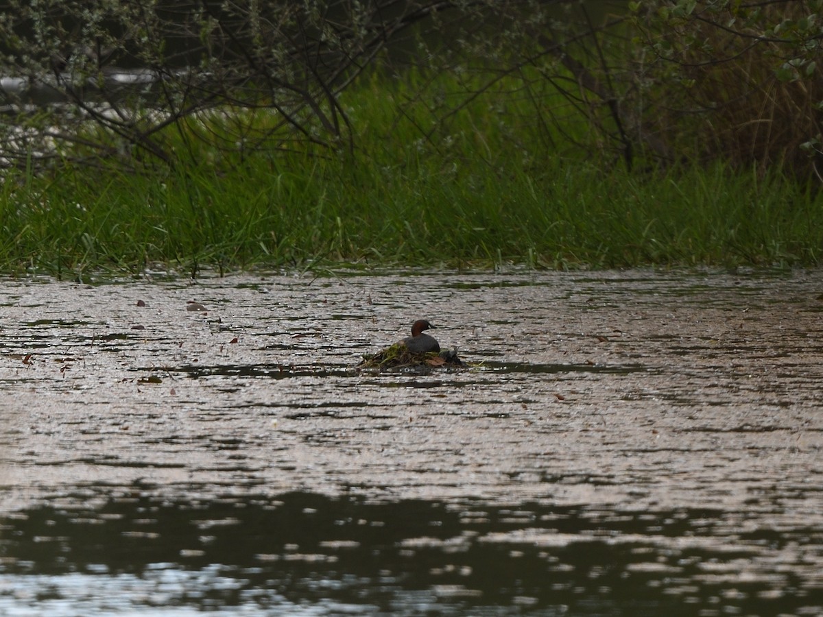 Little Grebe - ML336664191