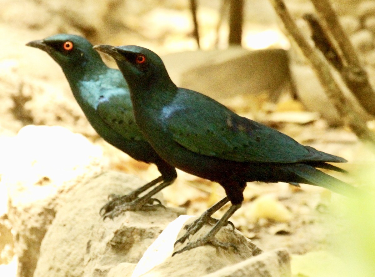 Greater Blue-eared Starling - ML336666861