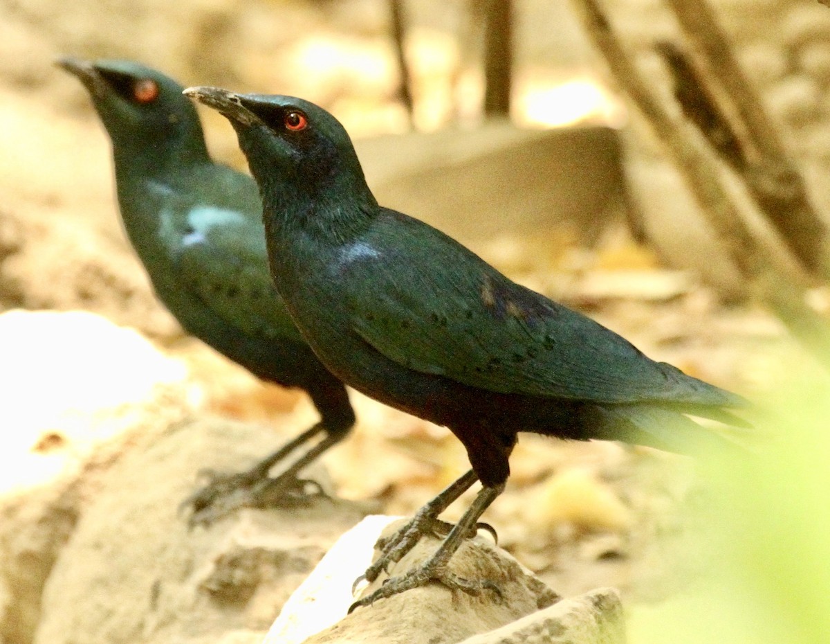 Greater Blue-eared Starling - ML336666901