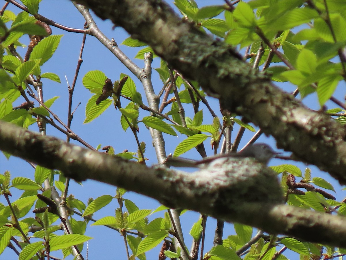 Blue-gray Gnatcatcher - ML336666911