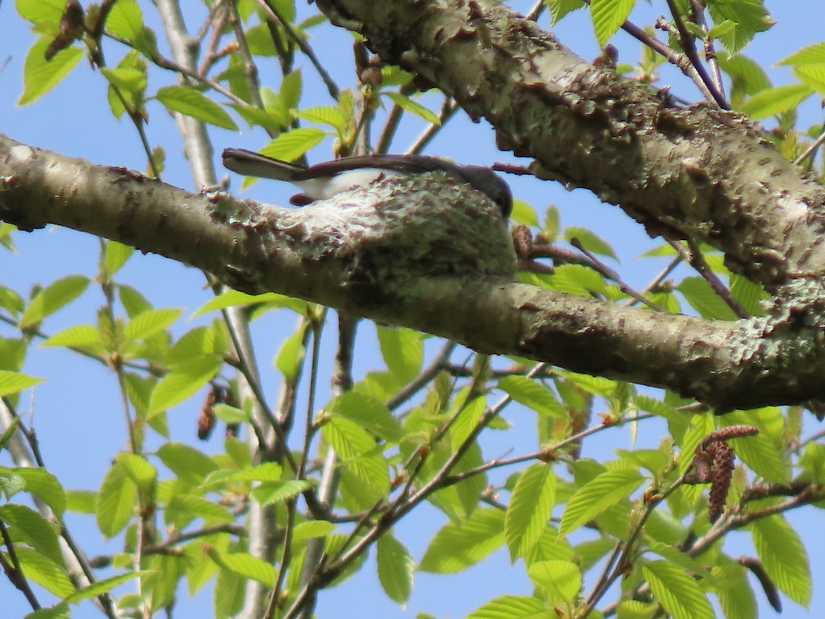 Blue-gray Gnatcatcher - ML336666921