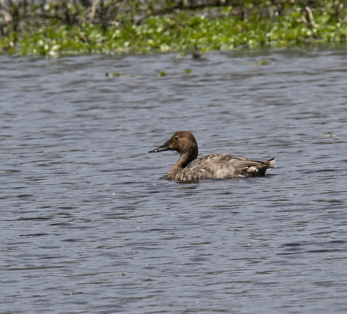 Canvasback - ML336667521