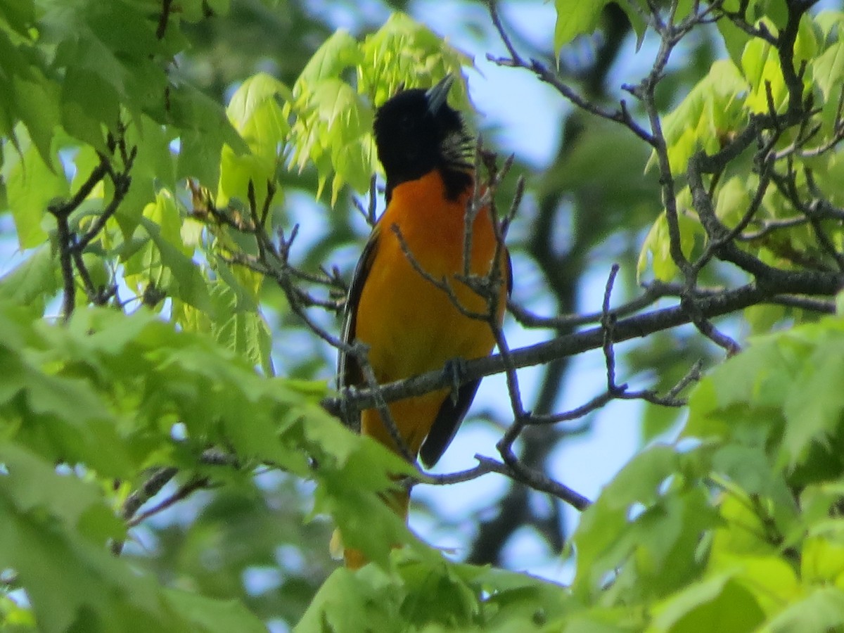 Baltimore Oriole - ML336669511