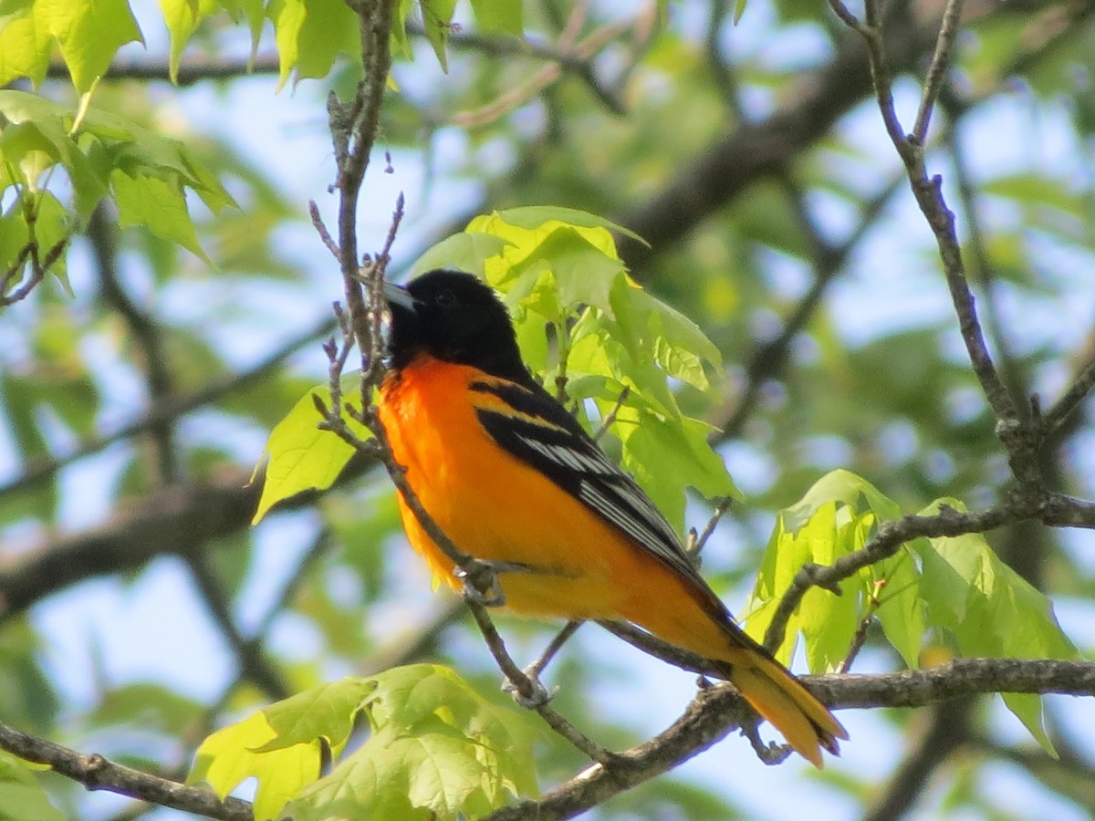 Baltimore Oriole - ML336669521