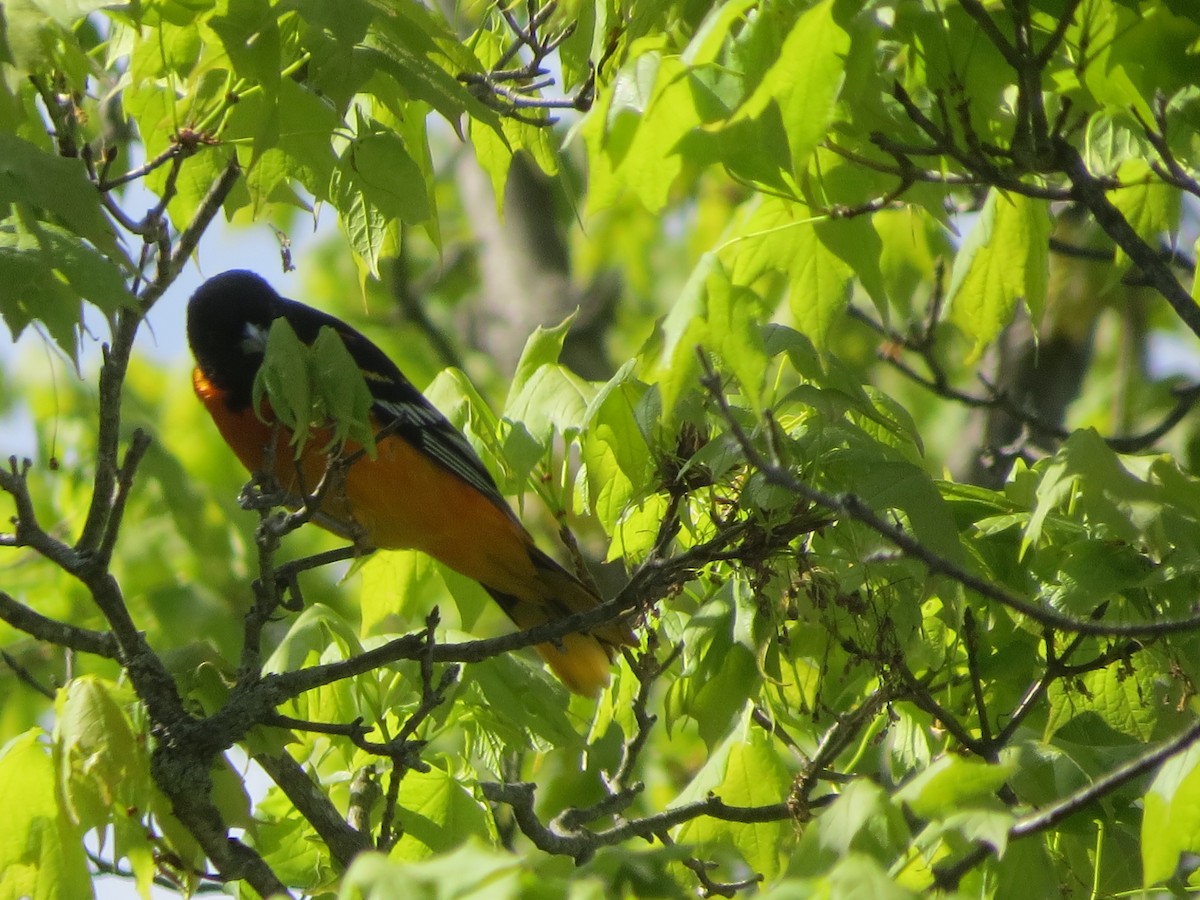 Baltimore Oriole - ML336669611