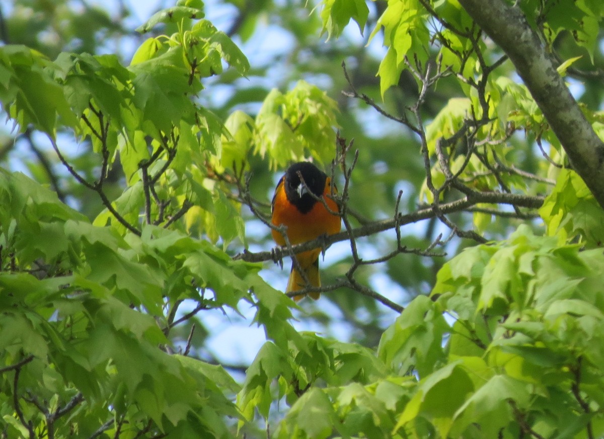 Baltimore Oriole - ML336669861